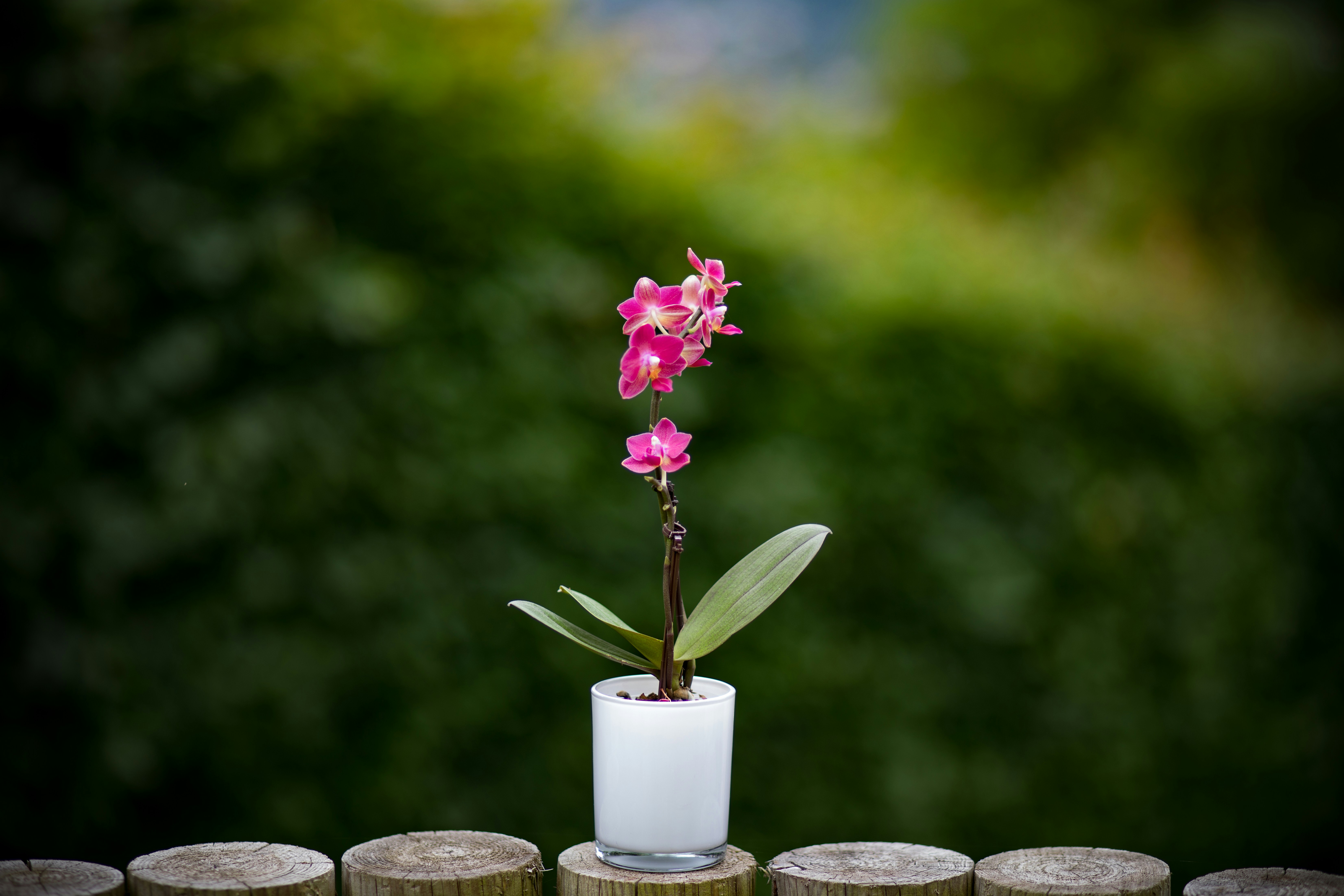 Storczyk Phalaenopsis (Rośliny domowe) — sklep Verdora